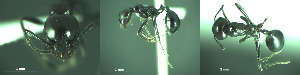  ( - 17S656)  @11 [ ] CreativeCommons  Attribution Non-Commercial Share-Alike (2020) S. Schär; M. Menchetti; E. Schifani Institut de Biologia Evolutiva (CSIC-UPF), Butterfly Diversity and Evolution Lab