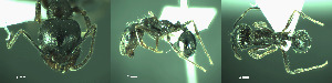  ( - 17S662)  @11 [ ] CreativeCommons  Attribution Non-Commercial Share-Alike (2020) S. Schär; M. Menchetti; E. Schifani Institut de Biologia Evolutiva (CSIC-UPF), Butterfly Diversity and Evolution Lab