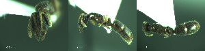  ( - 17S681)  @11 [ ] CreativeCommons  Attribution Non-Commercial Share-Alike (2020) S. Schär; M. Menchetti; E. Schifani Institut de Biologia Evolutiva (CSIC-UPF), Butterfly Diversity and Evolution Lab