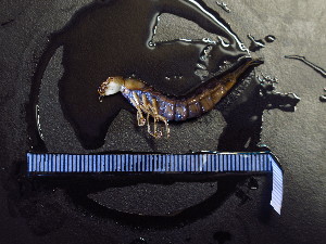  ( - CCDB-08109-F02)  @12 [ ] CreativeCommons - Attribution (2012) Arctic Ecology Course, University of Guelph Centre for Biodiversity Genomics