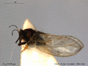  (Bactericera curvatinervis - AE_HEM108)  @11 [ ] CreativeCommons - Attribution Non-Commercial Share-Alike (2014) Unspecified The Norwegian Institute for Nature Research