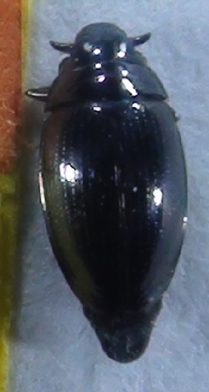  (Orectochilus punctulatus - KRS8)  @11 [ ] Copyright (2025) mbatole Ahmednagar College, Ahmednagar