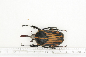  (Mecynorhina kraatzi - BC-TB7188)  @14 [ ] Copyright (2010) Thierry Bouyer Research Collection of Philippe Leonard