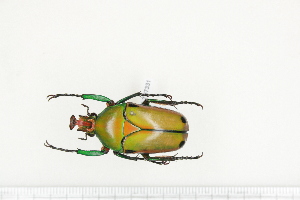  (Cyprolais quadrimaculata - BC-TB7331)  @13 [ ] Copyright (2010) Thierry Bouyer Research Collection of Philippe Leonard