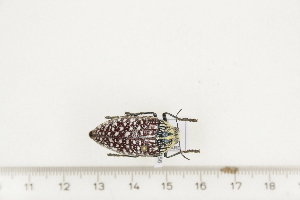  ( - BC-TB7356)  @11 [ ] Copyright (2010) Thierry Bouyer Research Collection of Philippe Leonard