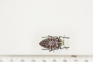  ( - BC-TB7357)  @11 [ ] Copyright (2010) Thierry Bouyer Research Collection of Philippe Leonard