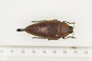  ( - BC-TB7381)  @13 [ ] Copyright (2010) Thierry Bouyer Research Collection of Philippe Leonard
