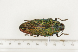  (Steraspis speciosa - BC-TB7387)  @14 [ ] Copyright (2010) Thierry Bouyer Research Collection of Philippe Leonard
