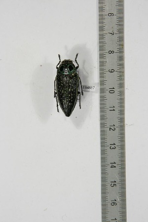  ( - BC-TB4887)  @11 [ ] Copyright (2010) Thierry Bouyer Research Collection of Thierry Bouyer