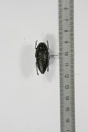  ( - BC-TB4888)  @11 [ ] Copyright (2010) Thierry Bouyer Research Collection of Thierry Bouyer