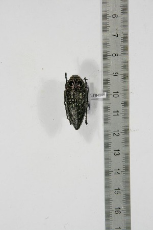  ( - BC-TB4889)  @12 [ ] Copyright (2010) Thierry Bouyer Research Collection of Thierry Bouyer