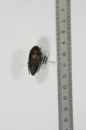  ( - BC-TB4897)  @13 [ ] Copyright (2010) Thierry Bouyer Research Collection of Thierry Bouyer