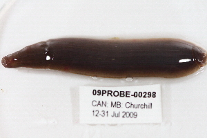  ( - 09PROBE-00298)  @13 [ ] CreativeCommons - Attribution (2009) CBG Photography Group Centre for Biodiversity Genomics