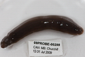  ( - 09PROBE-00299)  @13 [ ] CreativeCommons - Attribution (2009) CBG Photography Group Centre for Biodiversity Genomics