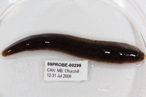  ( - 09PROBE-00299)  @13 [ ] CreativeCommons - Attribution (2009) CBG Photography Group Centre for Biodiversity Genomics