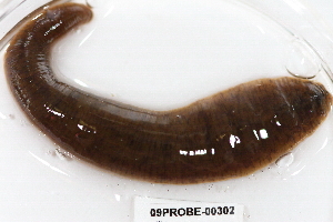  ( - 09PROBE-00302)  @14 [ ] CreativeCommons - Attribution (2009) CBG Photography Group Centre for Biodiversity Genomics