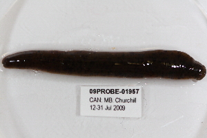  ( - 09PROBE-01957)  @13 [ ] CreativeCommons - Attribution (2009) CBG Photography Group Centre for Biodiversity Genomics