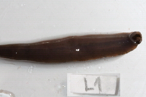  ( - 09PROBE-01982)  @13 [ ] CreativeCommons - Attribution (2009) CBG Photography Group Centre for Biodiversity Genomics