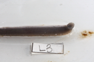  ( - 09PROBE-01984)  @13 [ ] CreativeCommons - Attribution (2009) CBG Photography Group Centre for Biodiversity Genomics