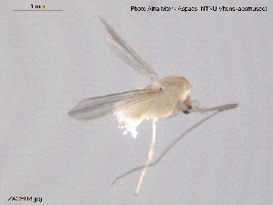  (Tanytarsus pallidulus - ZACHIR18)  @13 [ ] CreativeCommons - Attribution Non-Commercial Share-Alike (2013) NTNU Museum of Natural History and Archaeology NTNU Museum of Natural History and Archaeology