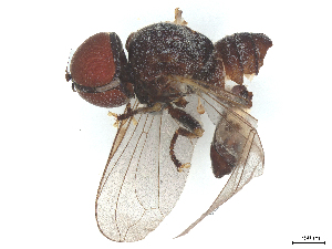  ( - BIOUG31752-G12)  @11 [ ] CreativeCommons - Attribution (2025) CBG Photography Group Centre for Biodiversity Genomics