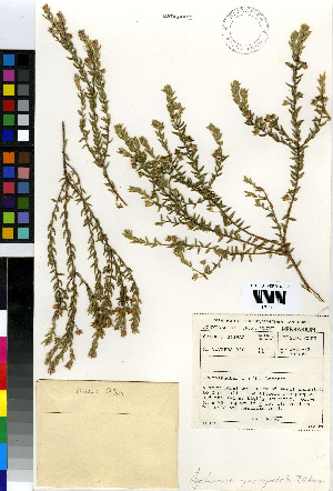  (Agathosma parvipetala - MV_930)  @11 [ ] No Rights Reserved  Unspecified Unspecified