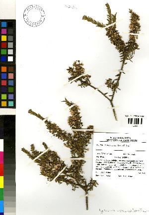  (Agathosma microcarpa - NH_2491)  @11 [ ] No Rights Reserved  Unspecified Unspecified
