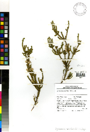  (Agathosma asperifolia - NH_2888)  @11 [ ] No Rights Reserved  Unspecified Unspecified