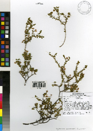  (Agathosma spinescens - TTS_172)  @11 [ ] No Rights Reserved  Unspecified Unspecified