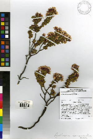  (Agathosma adenandriflora - TTS_174)  @11 [ ] No Rights Reserved  Unspecified Unspecified