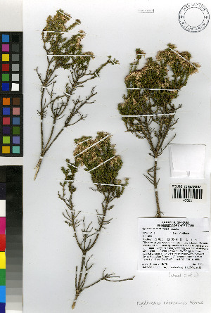  (Agathosma trichocarpa - TTS_660a)  @11 [ ] No Rights Reserved  Unspecified Unspecified