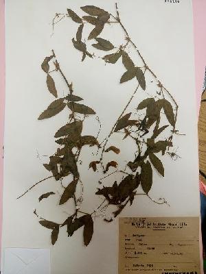  ( - IBOLChalupLathy-25)  @11 [ ] Copyright (2017) IBONE Northeast Institute of Botany