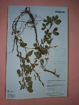  (Arachis sandovaliana - IBOLSeijoAra-107)  @11 [ ] Copyright (2017) IBONE Northeast Institute of Botany