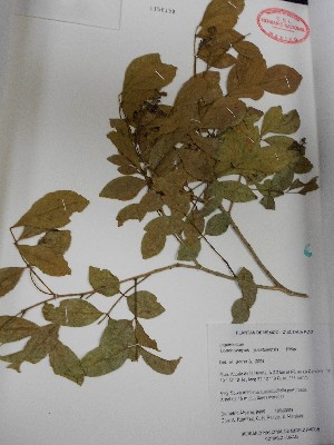  (Lonchocarpus yucatanensis - MEXU1156199)  @11 [ ] Copyright (2019) Unspecified Universidad Nacional Autónoma de México