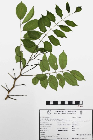  (Lonchocarpus punctatus - UADY 23271)  @11 [ ] Copyright (2019) Unspecified Universidad Autónoma de Yucatán