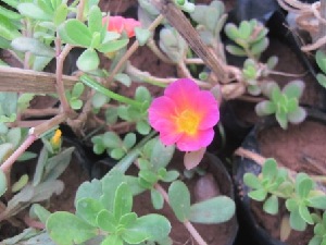  (Portulaca eruca - B258.1)  @11 [ ] Copyright (2014) PHCDBS Pual Hebert Centre For DNA Barcoding AND Biodiversity Studies