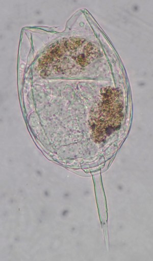  (Lecane bulla - ECOCHZ-AG0598A.1)  @13 [ ] Unspecified (default): All Rights Reserved  Unspecified Unspecified