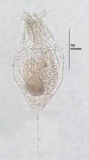  (Trichocerca cf. capucina - ECOCHZ-AG0624)  @14 [ ] Unspecified (default): All Rights Reserved  Unspecified Unspecified