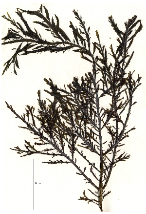  ( - SCL16953)  @11 [ ] CreativeCommons - Attribution No Derivatives (2017) Sandra C. Lindstrom University of British Columbia