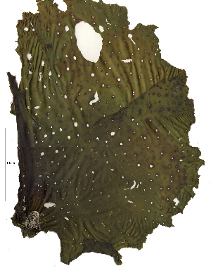  ( - SCL17066)  @11 [ ] CreativeCommons - Attribution No Derivatives (2017) Sandra C. Lindstrom University of British Columbia