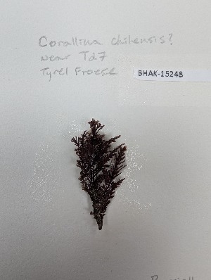  ( - BHAK-15248)  @11 [ ] CreativeCommons Attribution Non-Commercial No Derivatives (2025) Matt Lemay Hakai Institute