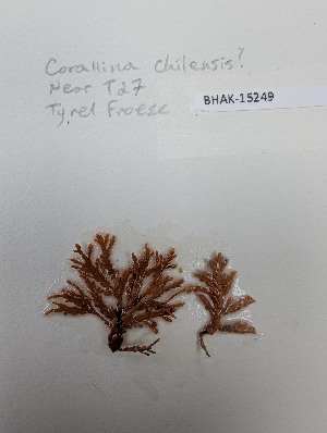  ( - BHAK-15249)  @11 [ ] CreativeCommons Attribution Non-Commercial No Derivatives (2025) Matt Lemay Hakai Institute