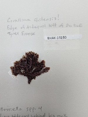  ( - BHAK-15250)  @11 [ ] CreativeCommons Attribution Non-Commercial No Derivatives (2025) Matt Lemay Hakai Institute