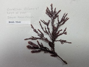  ( - BHAK-15344)  @11 [ ] CreativeCommons Attribution Non-Commercial No Derivatives (2025) Matt Lemay Hakai Institute