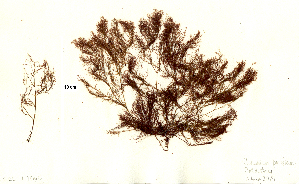  ( - SCL17565)  @11 [ ] CreativeCommons Attribution Non-Commercial No Derivatives (2019) Sandra Lindstrom University of British Columbia