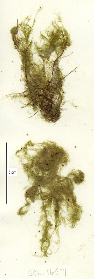  ( - SCL17571)  @11 [ ] CreativeCommons Attribution Non-Commercial No Derivatives (2019) Sandra Lindstrom University of British Columbia