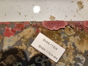  (Coralline crust - BHAK-11324)  @11 [ ] CreativeCommons Attribution Non-Commercial No Derivatives (2020) Hakai Institute Hakai Institute