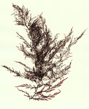  ( - SCL10662)  @11 [ ] CreativeCommons Attribution Non-Commercial No Derivatives (2019) Sandra Lindstrom University of British Columbia