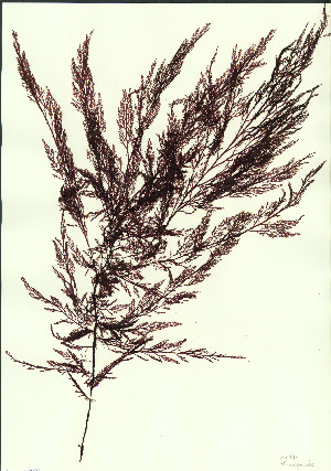  ( - SCL10758)  @11 [ ] CreativeCommons Attribution Non-Commercial No Derivatives (2019) Sandra Lindstrom University of British Columbia