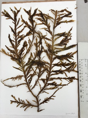  ( - PTM-1579)  @11 [ ] CreativeCommons - Attribution No Derivatives (2017) Patrick T. Martone University of British Columbia